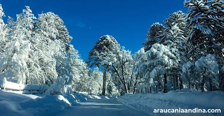 Araucánía en Invierno: La Guía Definitiva para tu Escape Nevado - Dónde ir a la nieve en La Araucania araucania turismo invierno - Dónde ir a la nieve en La Araucania