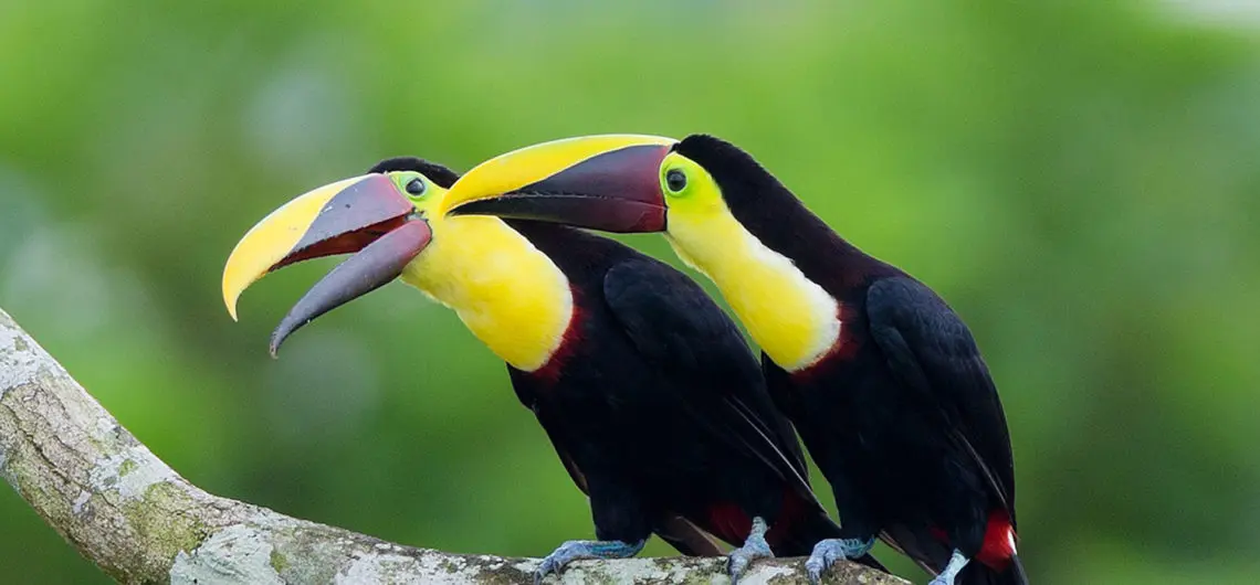 Turismo de Aves en Panamá: Una Guía Completa para Observadores de Aves - Dónde ir a ver aves en Santiago turismo aves panama - Dónde ir a ver aves en Santiago