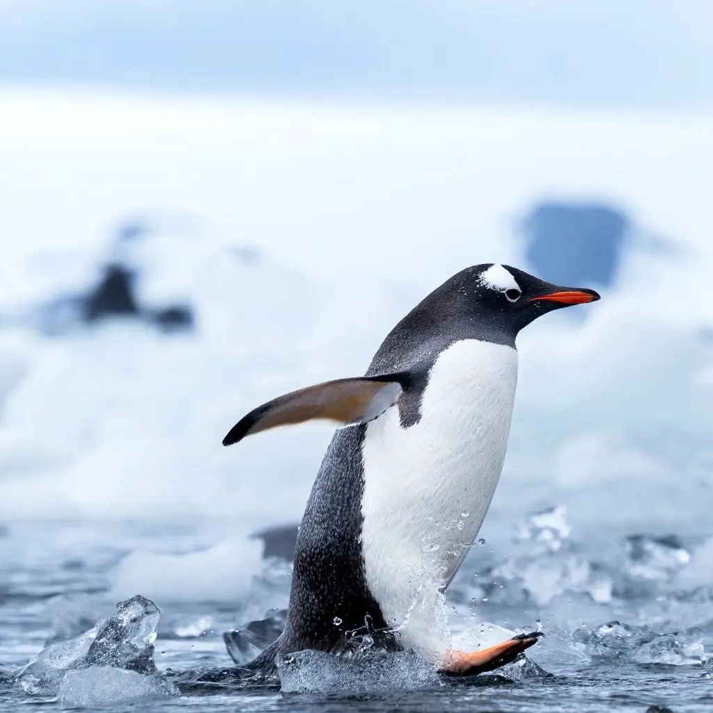 Coyhaique Turismo Pingüinos: Una Guía Completa para tu Aventura - Dónde ir a ver pingüinos coyhaique turismo pinguinos - Dónde ir a ver pingüinos