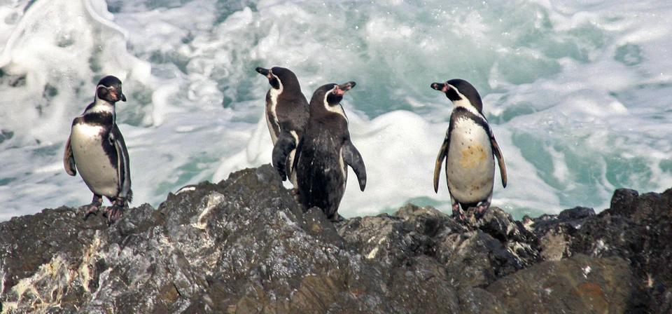Coyhaique Turismo Pingüinos: Una Guía Completa para tu Aventura - Dónde puedo ver pingüinos en Chile coyhaique turismo pinguinos - Dónde puedo ver pingüinos en Chile