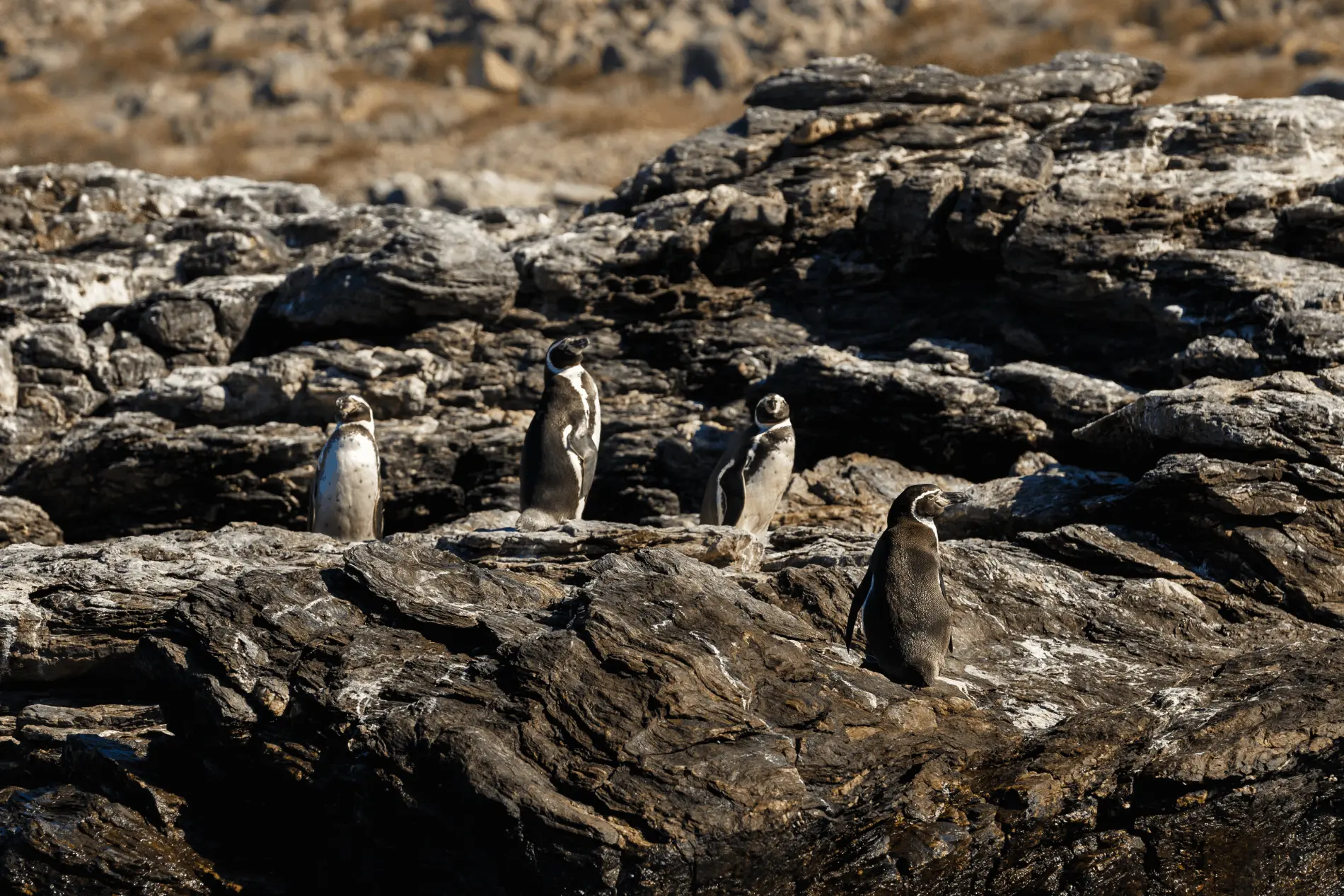 Coyhaique Turismo Pingüinos: Una Guía Completa para tu Aventura - Dónde se pueden ver pingüinos en Argentina coyhaique turismo pinguinos - Dónde se pueden ver pingüinos en Argentina