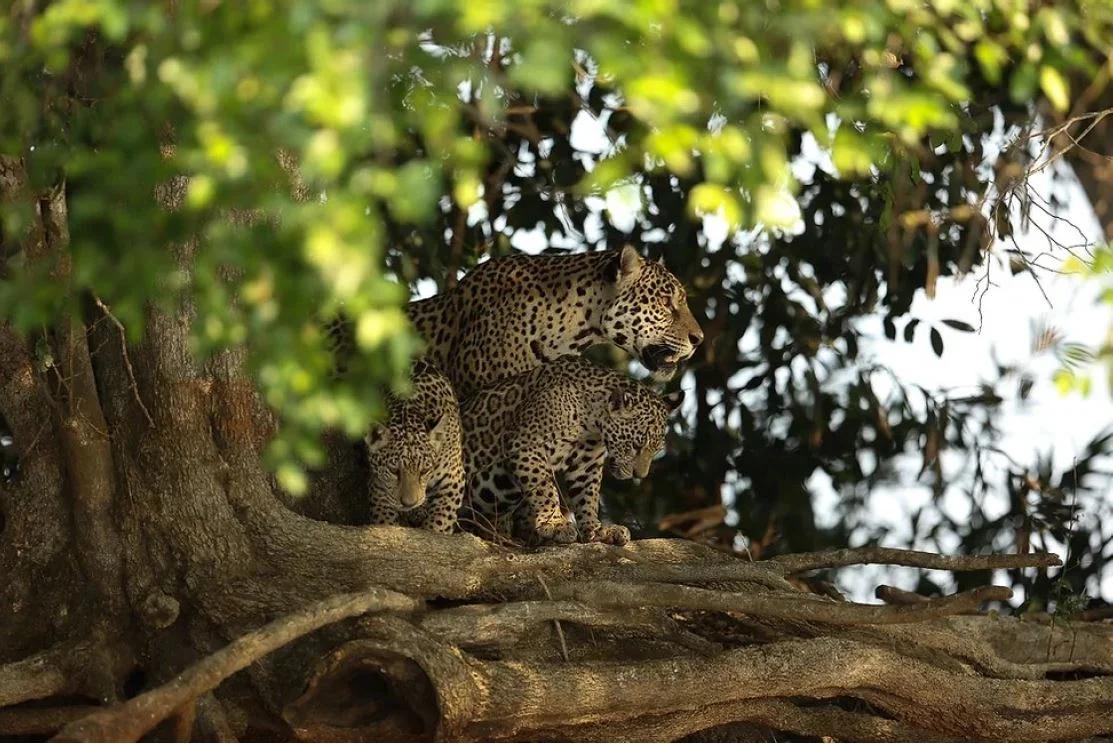 Turismo de avistamiento de jaguares: La guía definitiva - Dónde ver jaguares en Brasil turismo destinado a ver jaguares - Dónde ver jaguares en Brasil