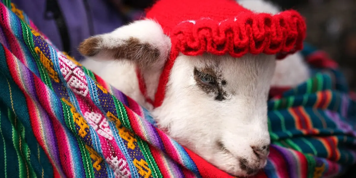 Alpacas en Perú: Una Experiencia Inolvidable para el Turismo - Dónde visitar alpacas en Cusco alpacas peru turismo - Dónde visitar alpacas en Cusco