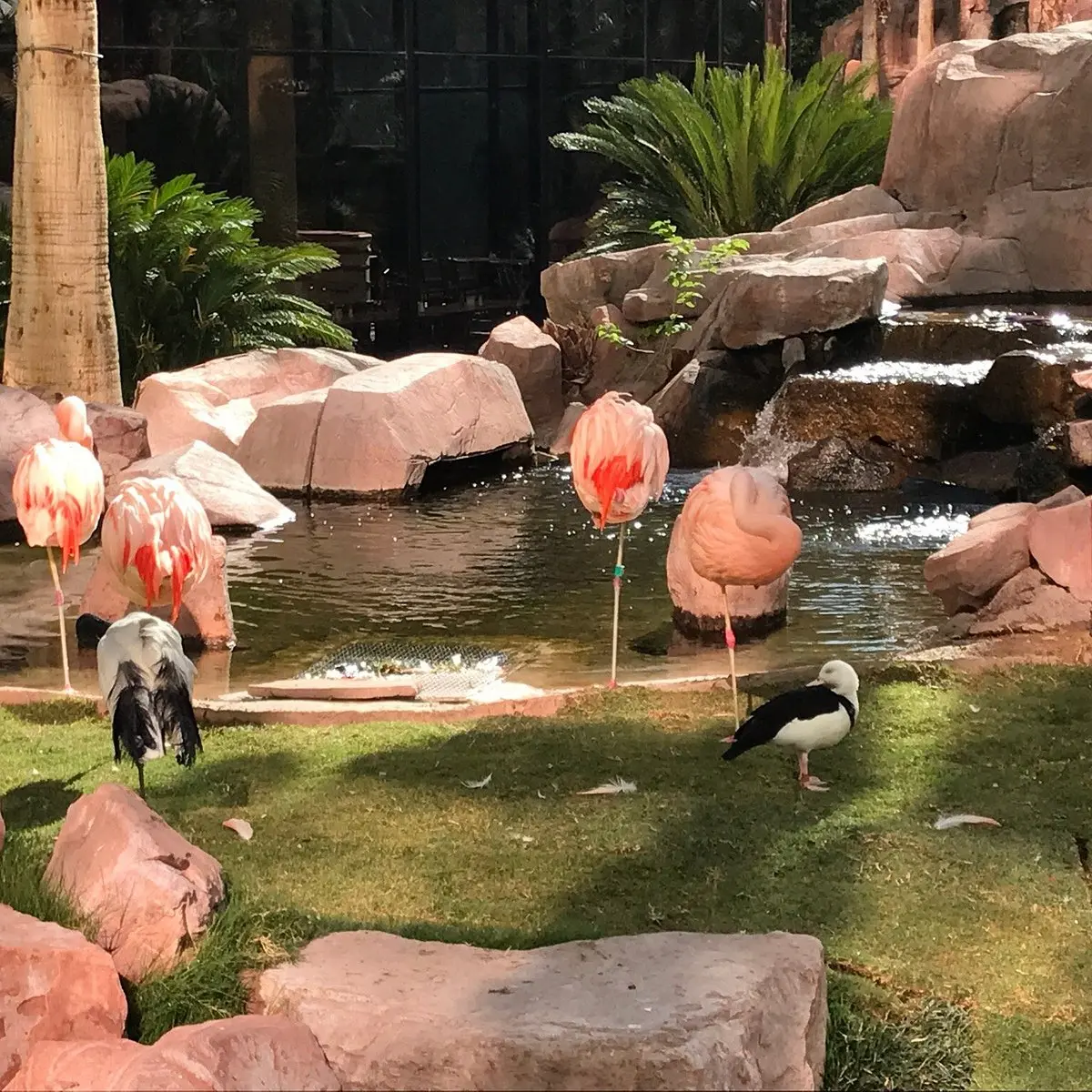 flamingo turismo - El Hotel Flamingo tiene flamencos