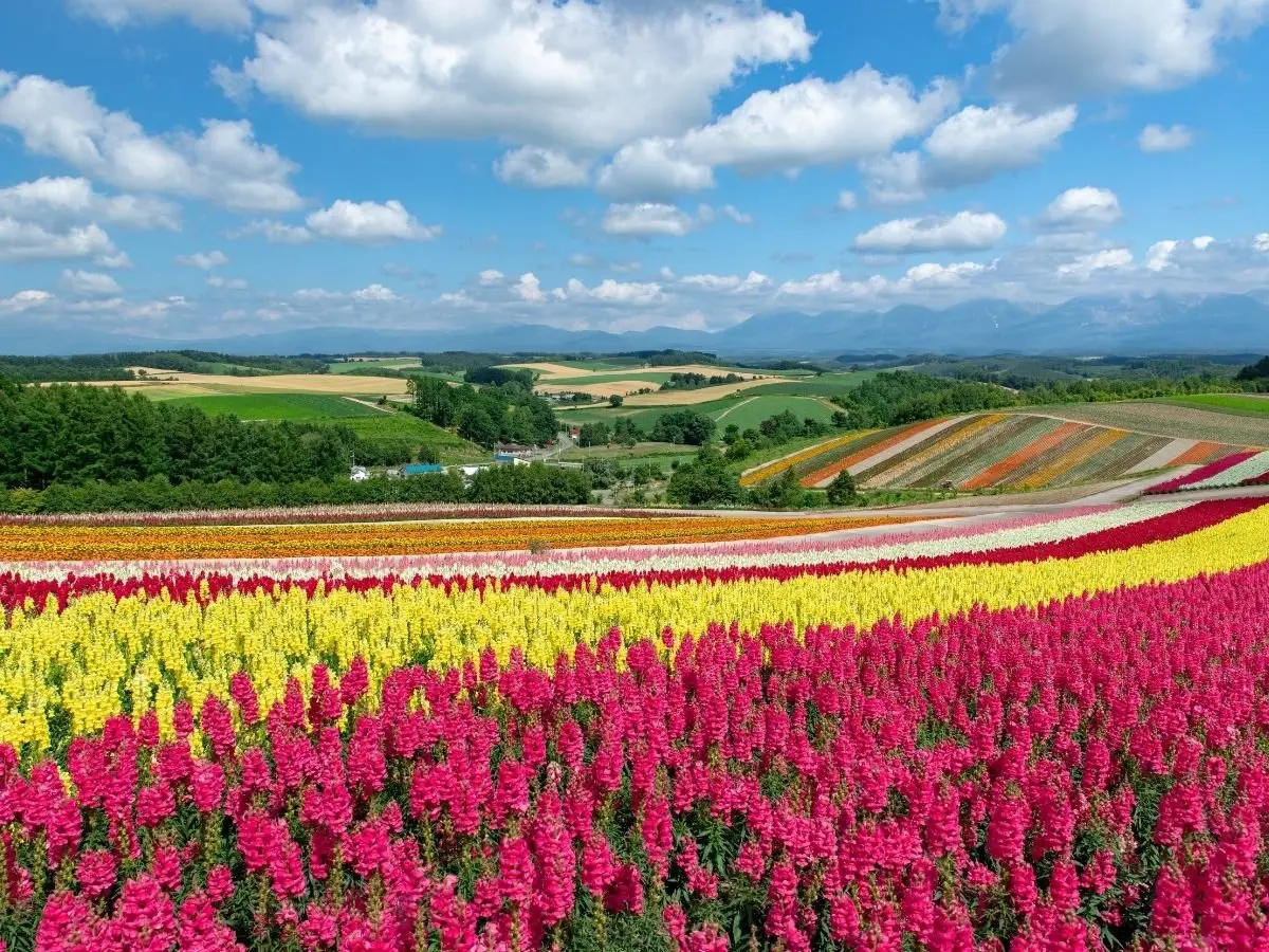 Hokkaido: La Guía Definitiva para tu Viaje - Es fácil moverse por Hokkaido sin coche hokkaido turismo - Es fácil moverse por Hokkaido sin coche