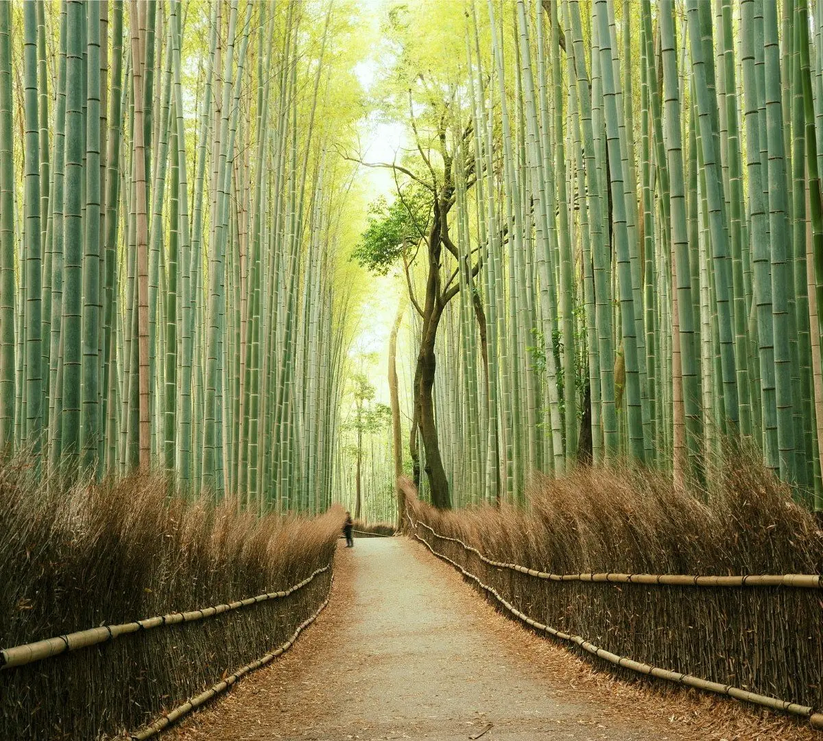 arashiyama turismo - Hay que pagar para ir a Arashiyama