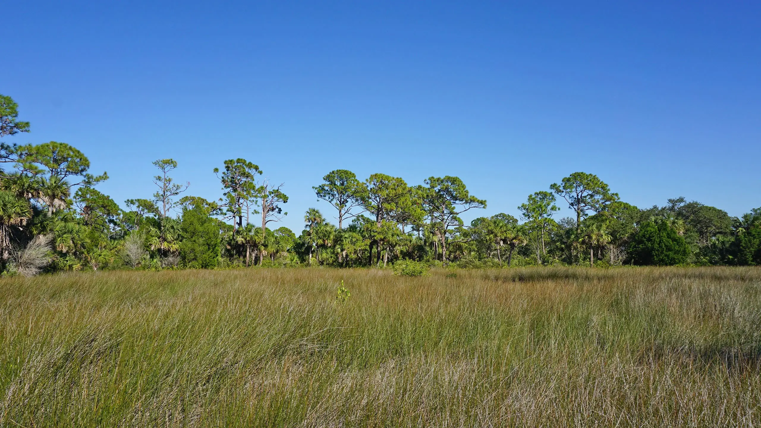 Salt Springs Florida: La Guía Definitiva para Turistas - How deep is the Salt Springs in Florida salt springs florida turismo - How deep is the Salt Springs in Florida