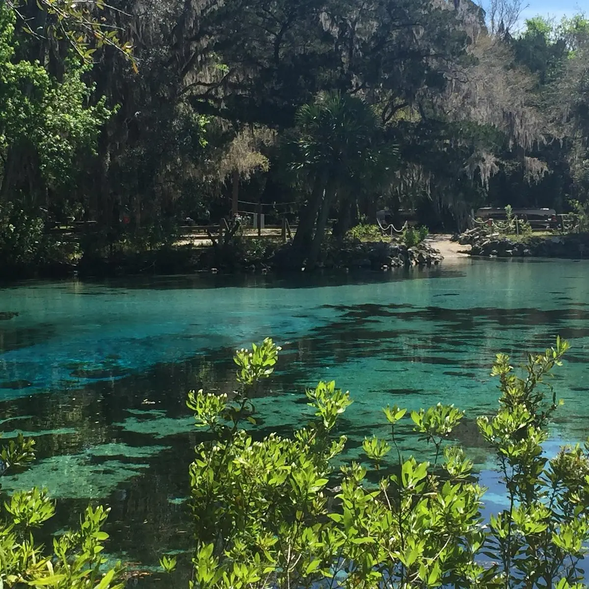 Salt Springs Florida: La Guía Definitiva para Turistas - How much does it cost to get into Salt Springs Recreation Area salt springs florida turismo - How much does it cost to get into Salt Springs Recreation Area
