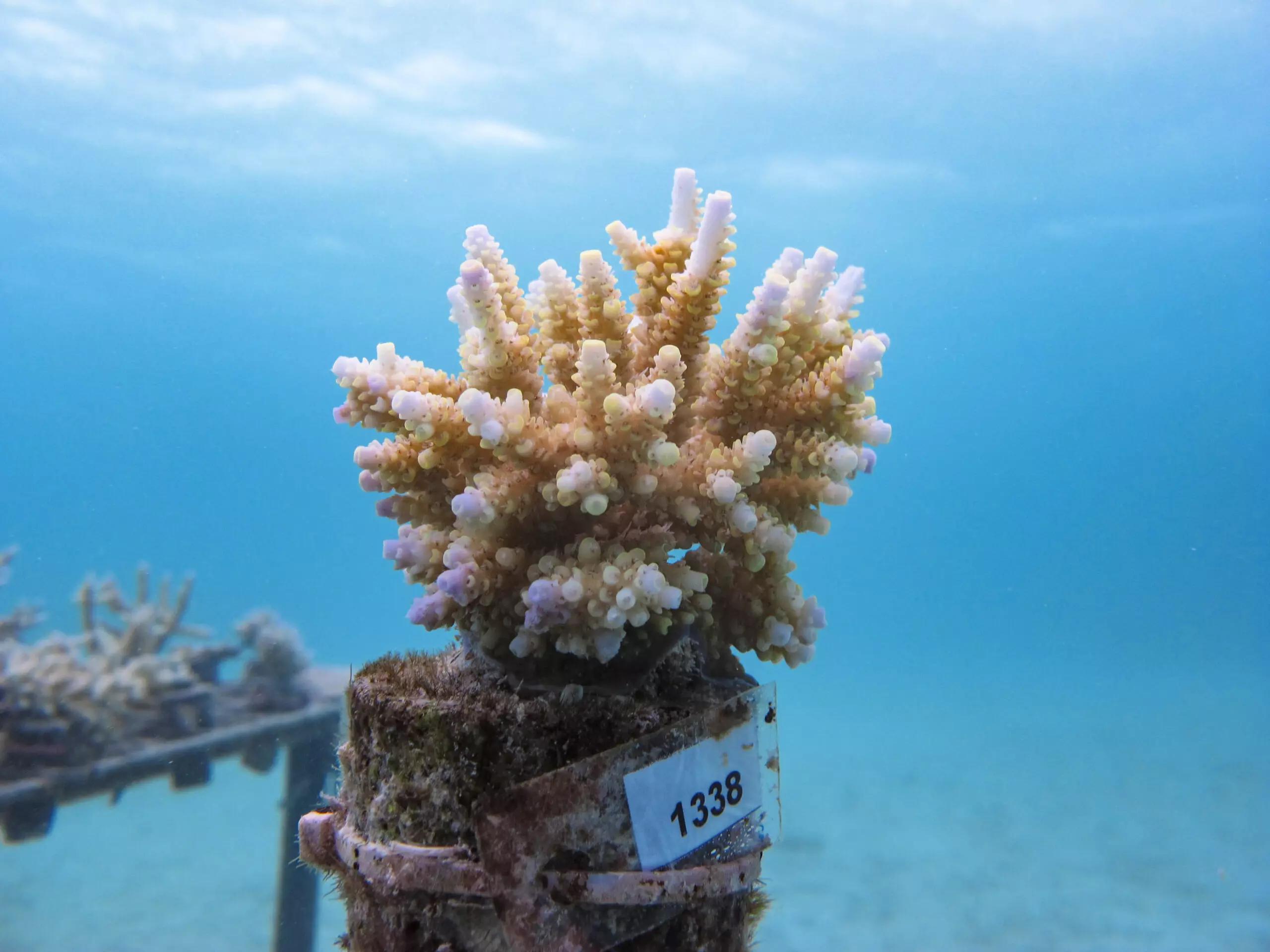 Restauración de arrecifes de coral en el turismo: un equilibrio complejo - How successful is coral restoration coral reef restoration in turism - How successful is coral restoration