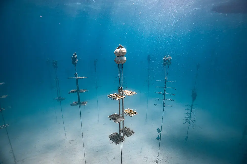 La restauración de coral está beneficiando al turismo: ¿Cómo? - Por qué es importante la restauración de corales la restauracion de coral esta beneficiado al turismo porque - Por qué es importante la restauración de corales