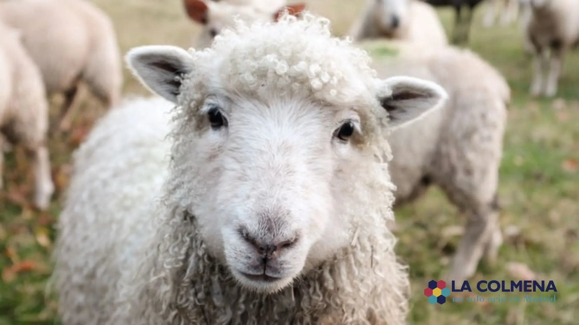 Turismo de Granja para Niños: Una Experiencia Inolvidable - Qué actividades se realizan en una granja escuela turismo de granja para ñiños - Qué actividades se realizan en una granja escuela