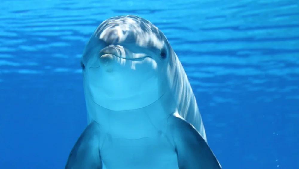 efecto del turismo en los delfines - Qué afecta a los delfines