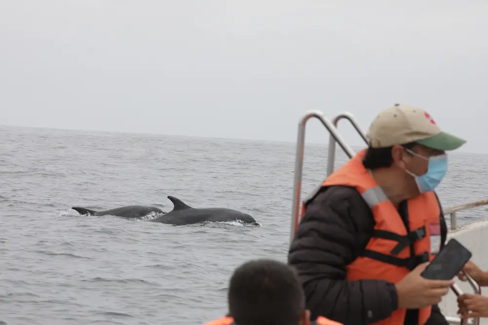 efecto del turismo en los delfines - Qué amenazas sufren los delfines