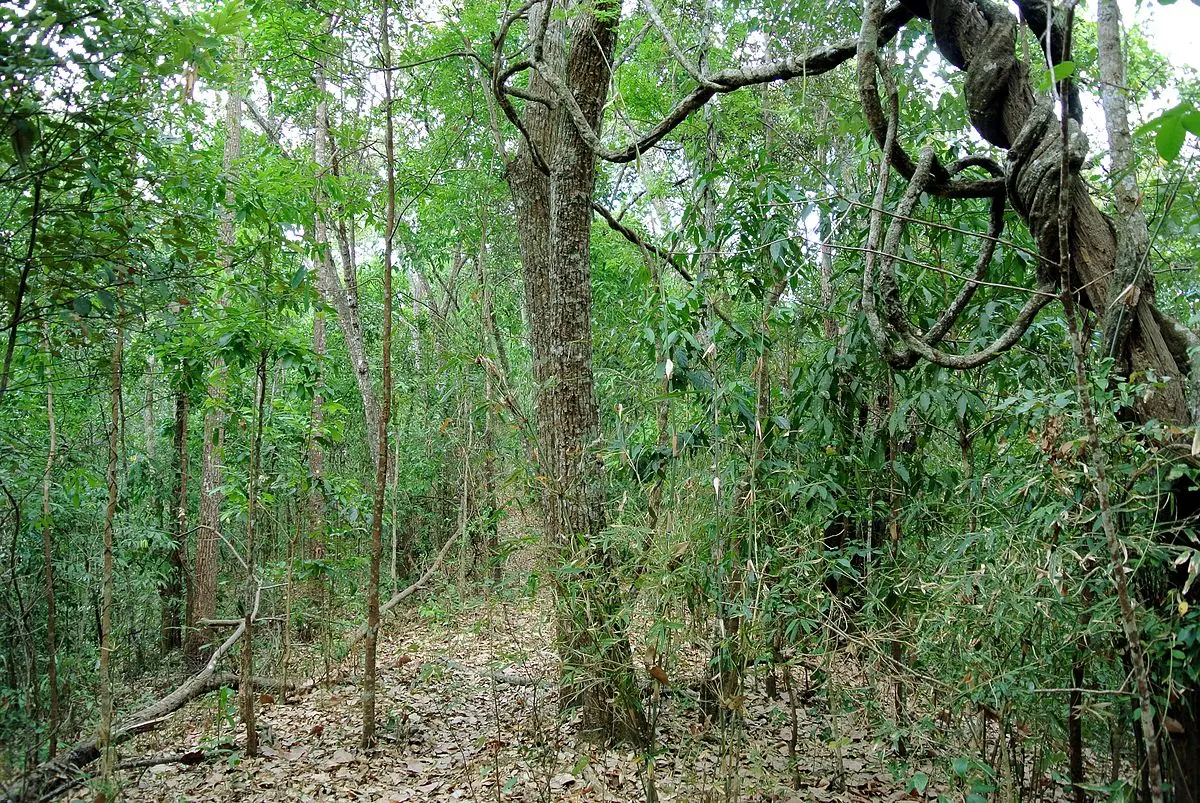 El Bosque Seco y el Turismo: Un Ecosistema en Desarrollo - Qué animales hay en bosques secos bosque seco y el turismo - Qué animales hay en bosques secos