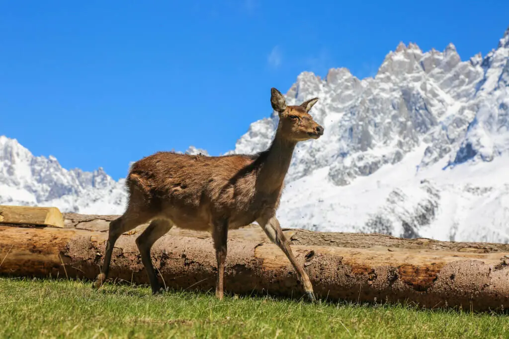 Oficina de Turismo Chamonix: Tu Guía Completa para Visitar la Capital del Mont Blanc - Qué animales hay en Chamonix oficina turismo chamonix - Qué animales hay en Chamonix