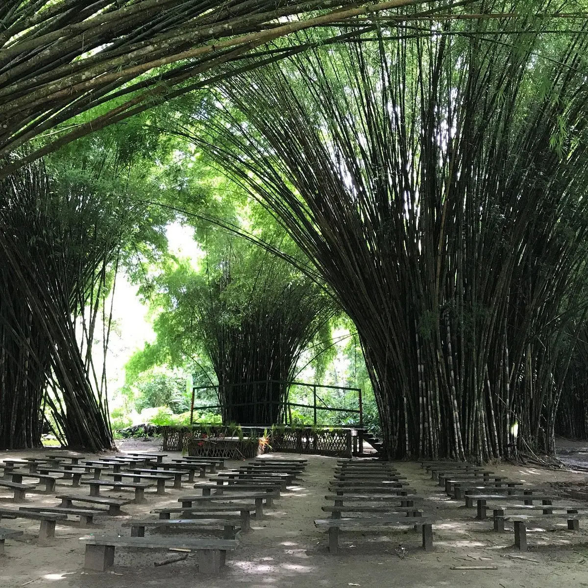 Lancetilla: Turismo y Biodiversidad en un Jardín Botánico Único - Qué animales hay en Lancetilla lancetilla turismo - Qué animales hay en Lancetilla