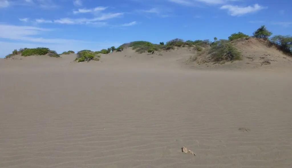 Dunas de Bani: Un Paraíso Natural en República Dominicana - Qué animales hay en las dunas de baní dunas de bani turismo - Qué animales hay en las dunas de baní