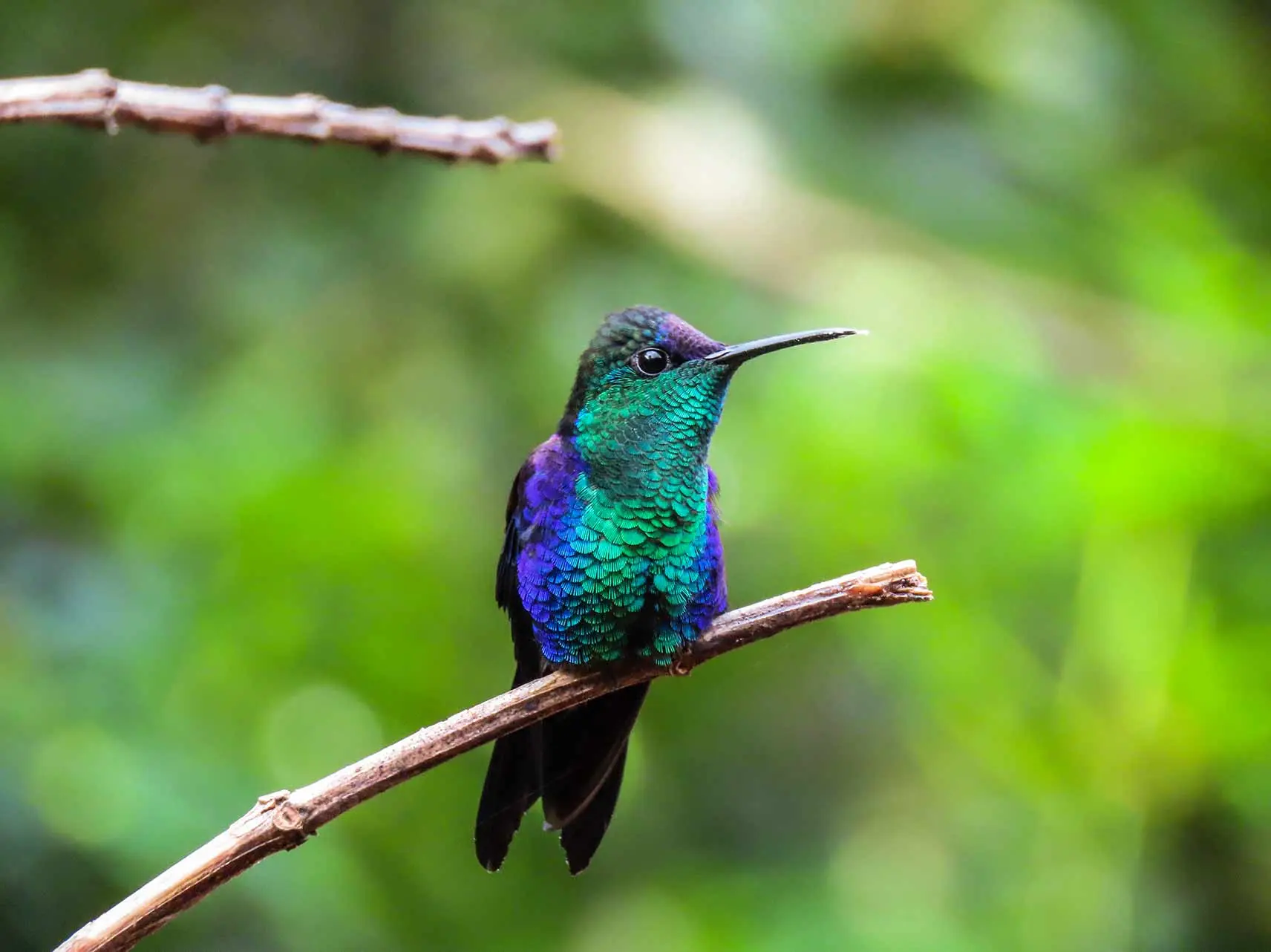 Honduras: Turismo de Aves, un Vuelo hacia la Diversidad - Qué aves hay en Honduras honduras turismo aves - Qué aves hay en Honduras