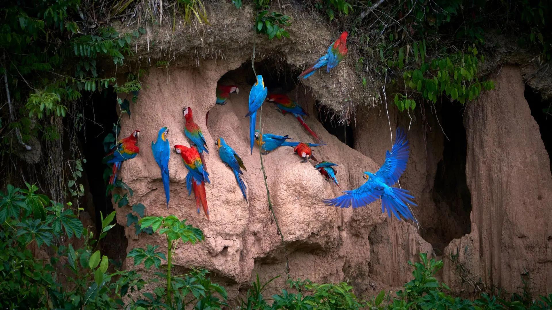 Conclusiones sobre el Turismo en Tambopata: Un Análisis Integral - Qué características tiene la Reserva Nacional de Tambopata conclusiones de turismo en tambopata - Qué características tiene la Reserva Nacional de Tambopata