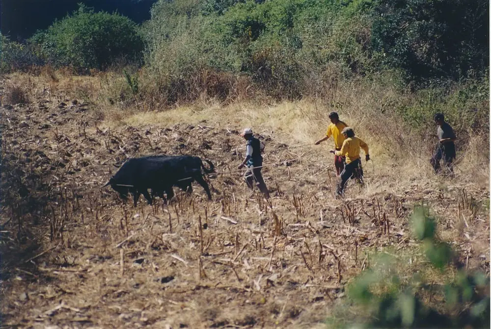 Imágenes de Turismo y Cultivos del Perú: Un Recorrido Visual por la Diversidad Agrícola - Qué es la agricultura tradicional en el Perú imagenes de turismo cultivos de peru - Qué es la agricultura tradicional en el Perú