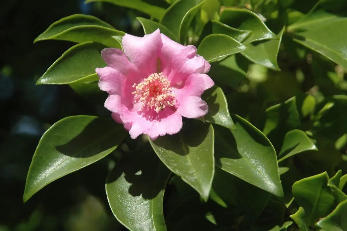turismo en bayahibe la flor - Qué es la flor nacional de Bayahibe