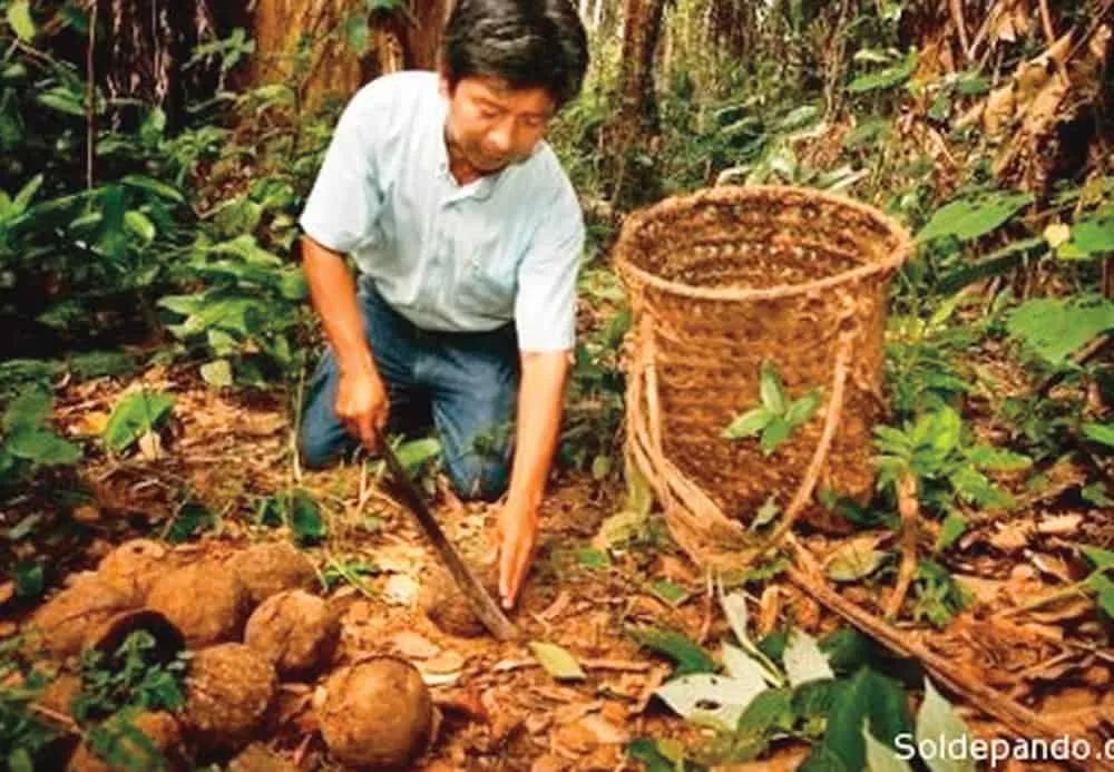 <b>Agricultura</b>, <b>Silvicultura</b> y <b>Turismo</b>: Un Modelo de Desarrollo Sustentable - Qué es la silvicultura agrícola agricola silvocultura y turismo - Qué es la silvicultura agrícola