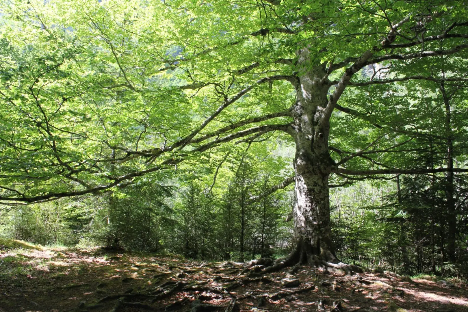 La importancia de los árboles para el turismo: Un ecosistema vital - Qué es lo valioso de un árbol importancia de un arbol para el turismo - Qué es lo valioso de un árbol