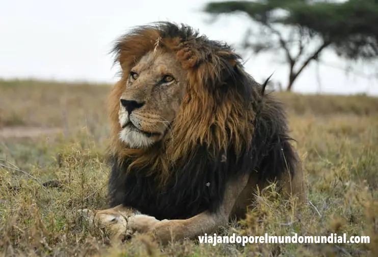 Recorrer Kenia: La Guía Definitiva para tu Safari - Qué es más caro, Tanzania o Kenia recorrer kenia turismo - Qué es más caro, Tanzania o Kenia