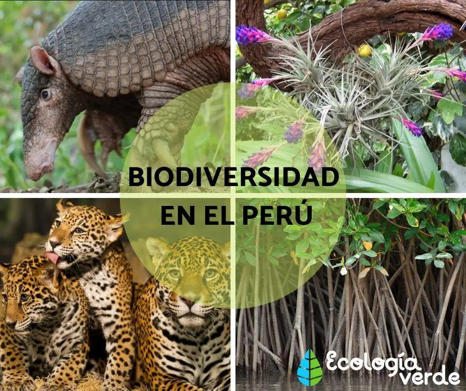 como afecta la biodiversidad al turismo en el peru - Qué factores influyen en la biodiversidad en el Perú
