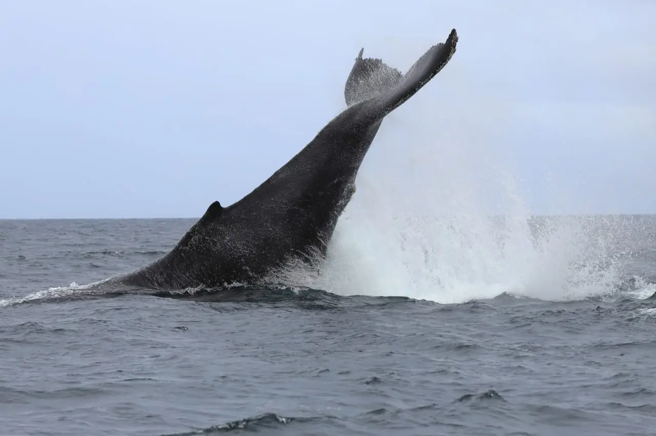 Turismo de Avistamiento de Ballenas en El Salvador: Una Experiencia Inolvidable - Qué fecha es el avistamiento de ballenas turismo ballenas el salvador - Qué fecha es el avistamiento de ballenas