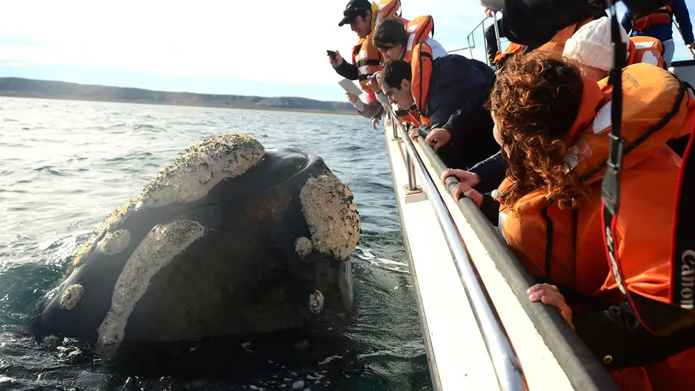 Oficina de Turismo Puerto Madryn: Guía Completa para tu Visita - Qué fecha es ideal para ir a Puerto Madryn oficina de turismo puerto madryn - Qué fecha es ideal para ir a Puerto Madryn