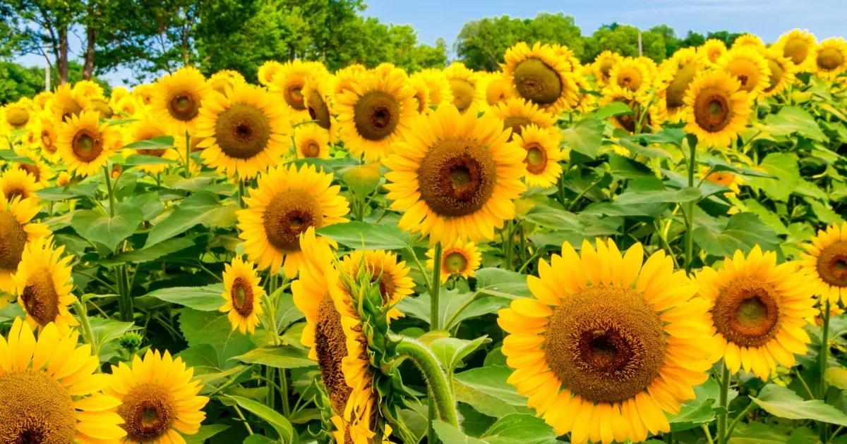 Alemania: Geografía, Turismo, Fauna, Flora y Flores - Qué flores se dan en Alemania alemani geografia y turismo fauna flora y flor del pais - Qué flores se dan en Alemania