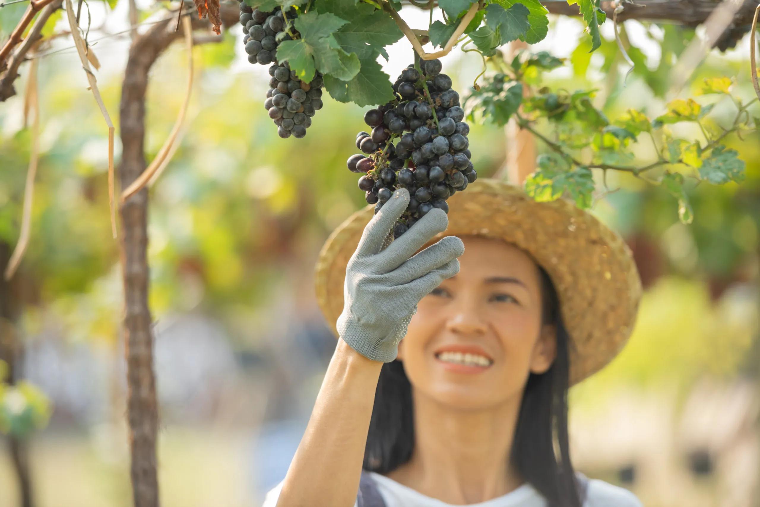 Mendoza Argentina: Turismo, Vinos y Alta Montaña - Qué hacer en 4 días en Mendoza mendoza argentina turism - Qué hacer en 4 días en Mendoza