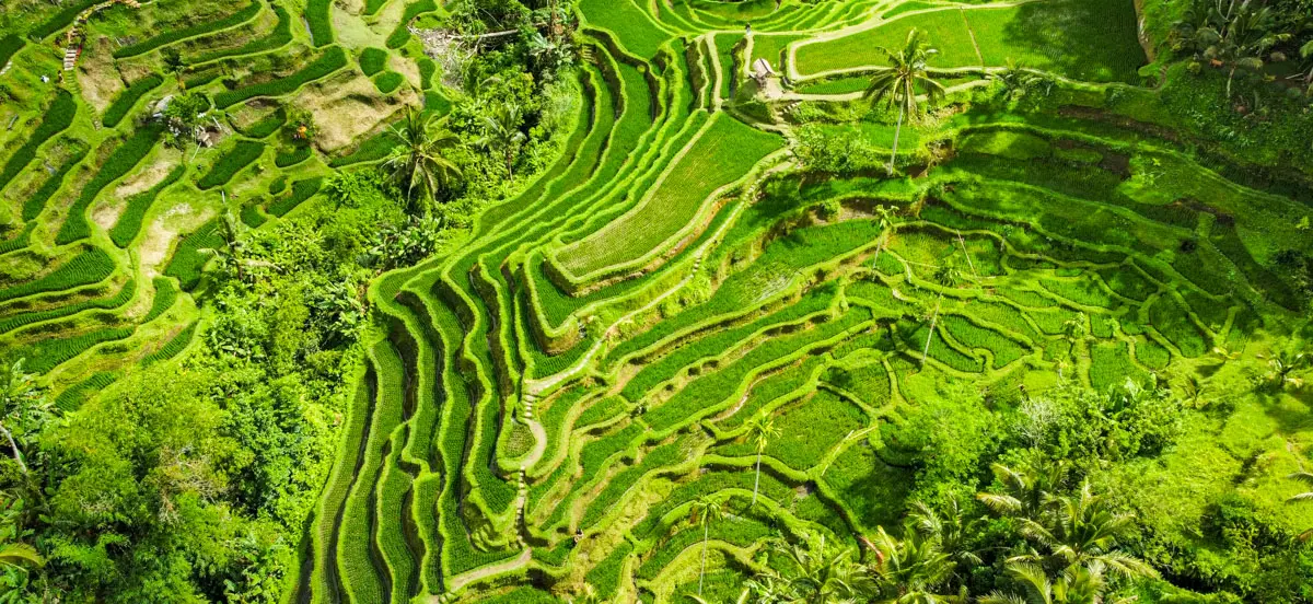 bali ubud turismo - Qué hacer en Ubud en 3 días
