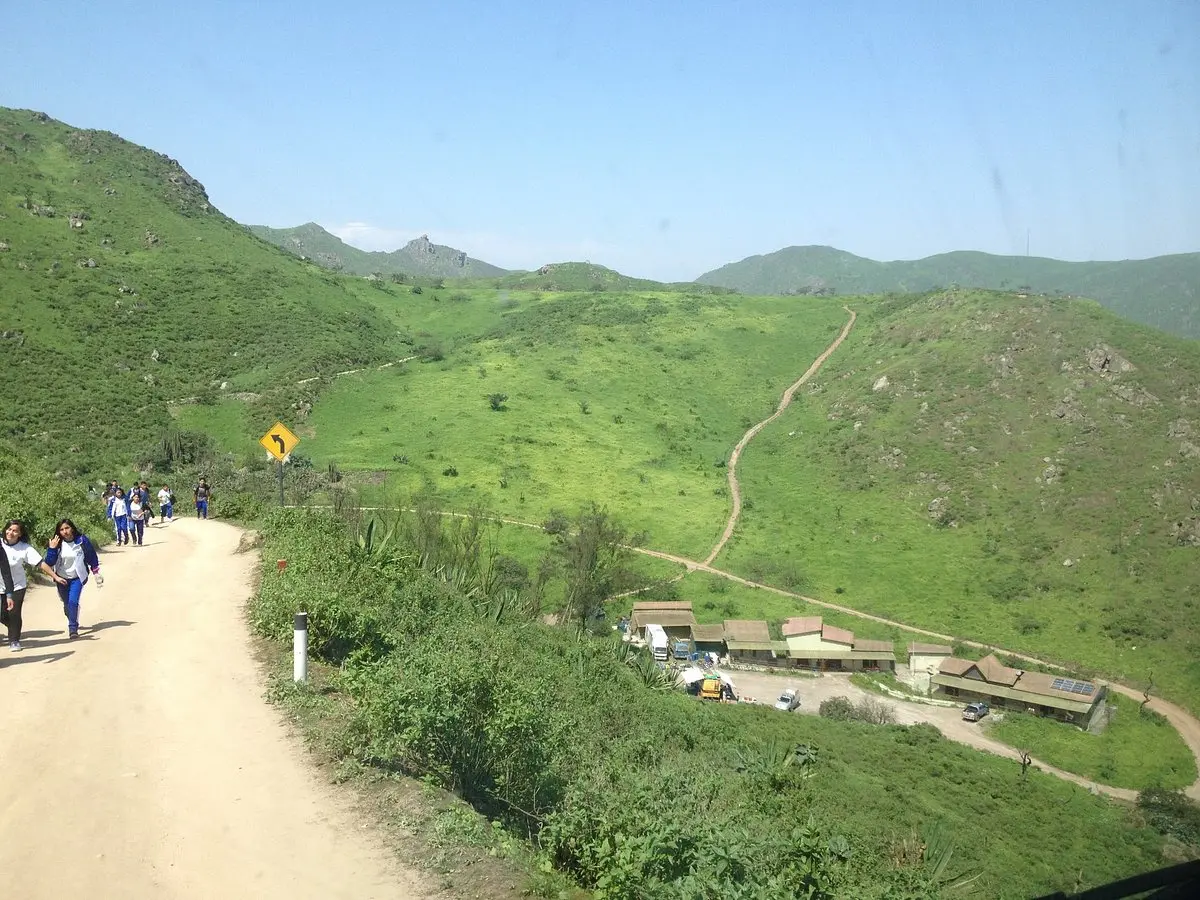 Lomas de Lachay: La Guía Definitiva para tu Visita - Qué hay de bueno en Lomas de Lachay lachay turismo - Qué hay de bueno en Lomas de Lachay
