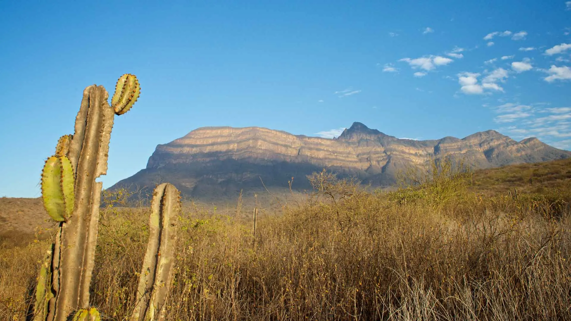 Chaparrí: Turismo en el Bosque Seco Peruano - Qué hay en Chaparri chaparri turismo - Qué hay en Chaparri