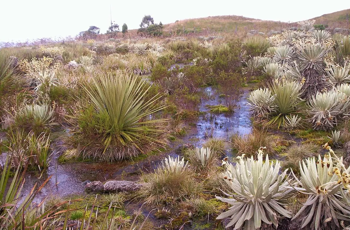 Turismo en el Páramo: Una Experiencia Única en la Naturaleza - Qué hay en el páramo turismo en el paramo - Qué hay en el páramo