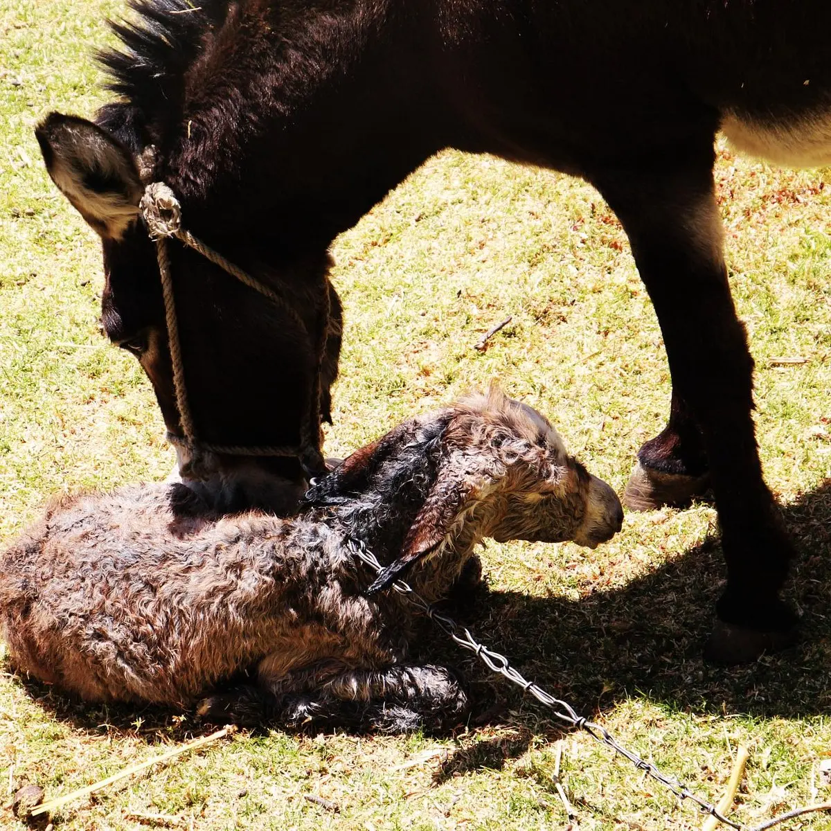 Yarabamba, Arequipa: Una Joya Turística en el Sur del Perú - Qué hay en Sogay yarabamba arequipa turismo - Qué hay en Sogay