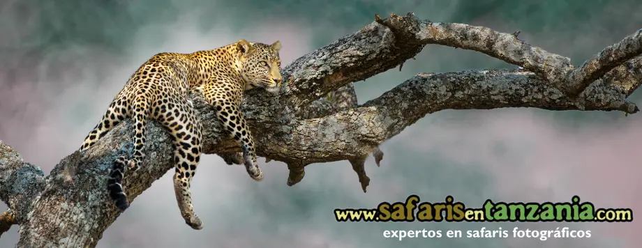 Serengeti: Turismo, Costos y Cultura - Qué idioma se habla en el Serengeti serengeti turismo - Qué idioma se habla en el Serengeti