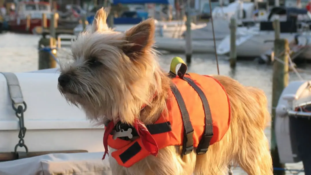 en turismar podes viajar con mascota - Qué necesita mi perro para viajar en barco