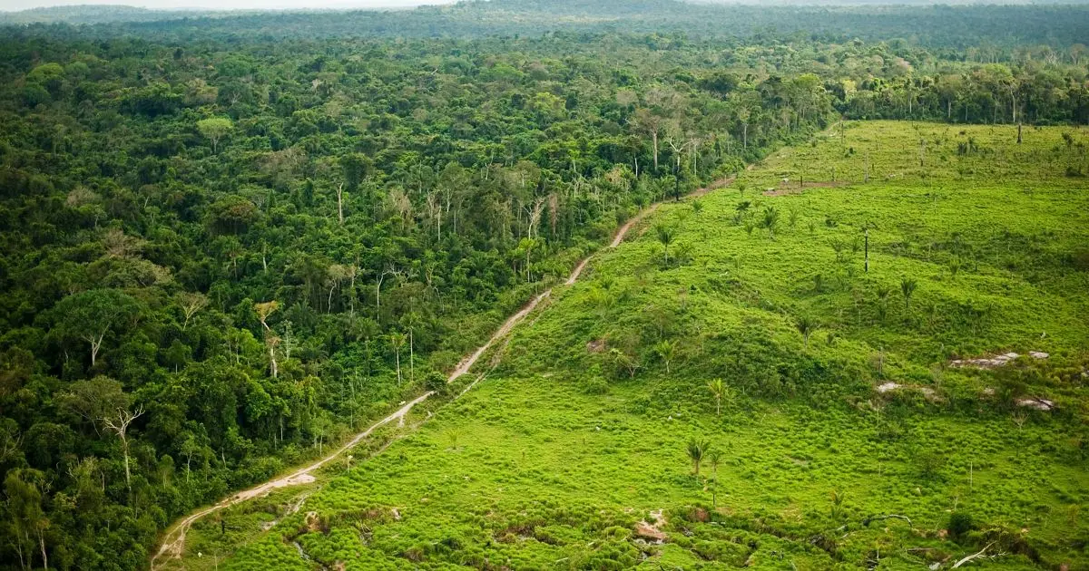 Los Bosques Más Bellos del Mundo: Una Guía para el Turismo Ecológico - Qué ofrece el bosque turismo bosques - Qué ofrece el bosque