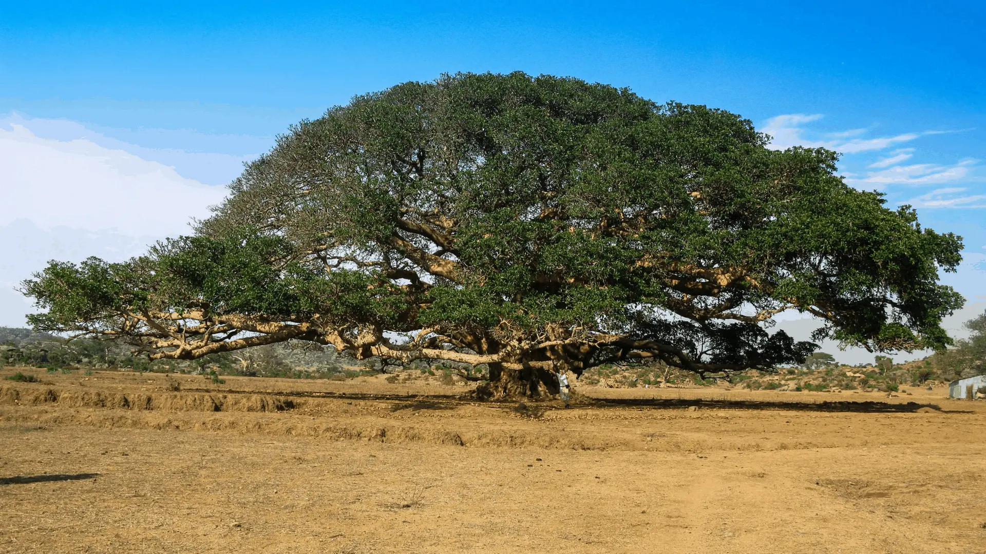 curiosidades de eritrea turismo - Qué país era antes Eritrea