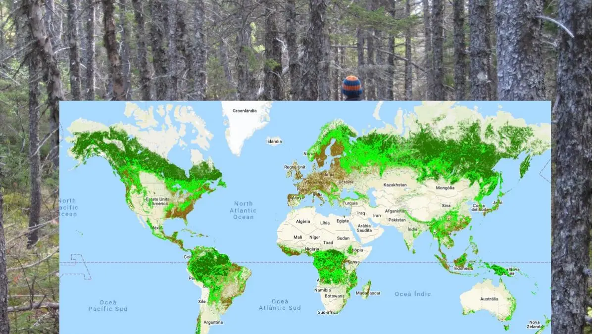 Los Bosques Más Bellos del Mundo: Una Guía para el Turismo Ecológico - Qué país tiene los mejores bosques turismo bosques - Qué país tiene los mejores bosques