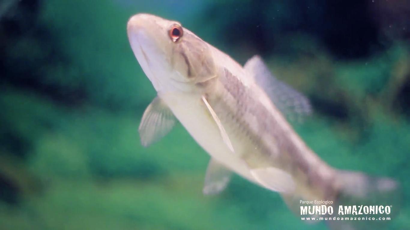 Departamento de Amazonas: Turismo, Platos Típicos y Experiencias Inolvidables - Qué pescado se come en el Amazonas departamento de amazonas turismo platos tipicos - Qué pescado se come en el Amazonas