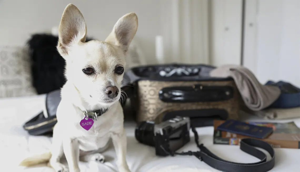 A Dónde Ir en Turismo con Mascotas en CDMX: Guía Definitiva - Qué plazas son pet friendly a donde ir en turismo con mascotas - Qué plazas son pet friendly
