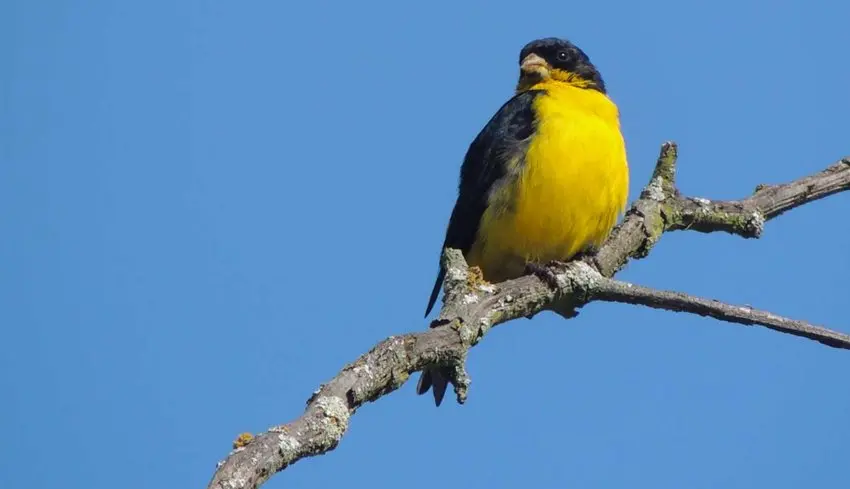 Agronegocios avícolas impulsan el turismo en Colombia - Qué porcentaje de aves tiene Colombia agronegocios aves impulsan el turismo en colombia - Qué porcentaje de aves tiene Colombia