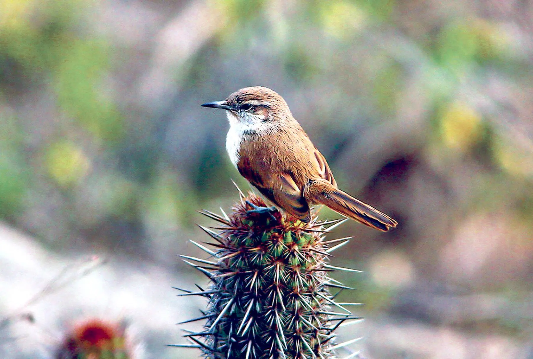 biodiverdidad lomas de asia cañete turismo - Qué produce Asia Cañete