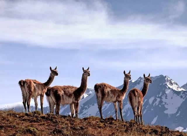 Estepa Patagónica: Turismo en la Inmensidad Austral - Qué provincias conforman la estepa patagónica estepa patagonica turismo - Qué provincias conforman la estepa patagónica