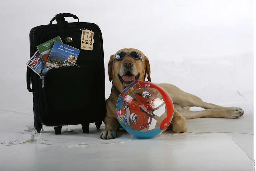 Cómo Mejorar el Turismo Pet Friendly: Guía Completa para Negocios - Qué se necesita para que un local sea Pet Friendly como mejorar el turismo pet friendly - Qué se necesita para que un local sea Pet Friendly