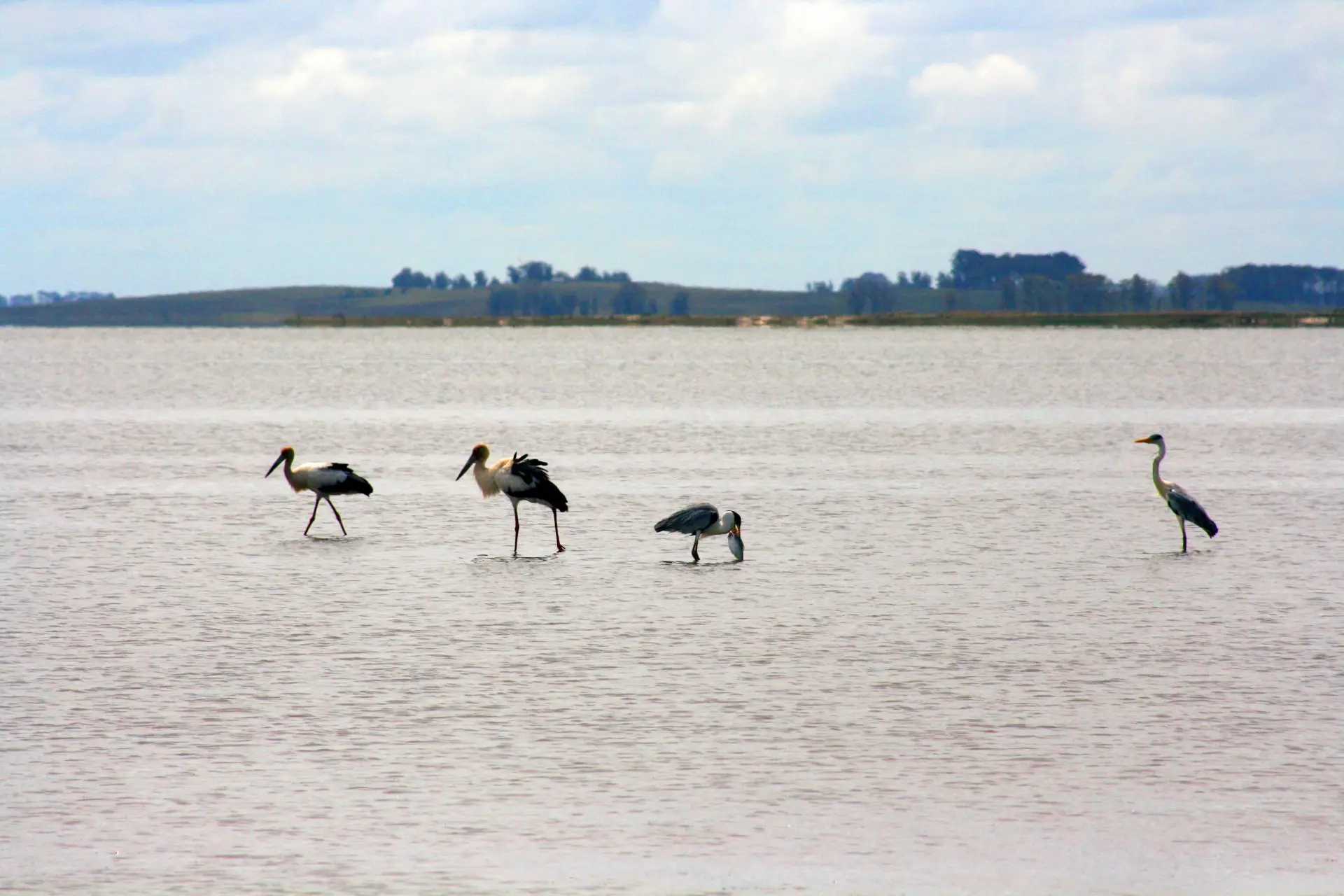 Rocha Turismo: Circuitos y Actividades Imperdibles en la Laguna de Rocha - Qué se puede hacer en la laguna de Rocha rocha turismo circuitos - Qué se puede hacer en la laguna de Rocha